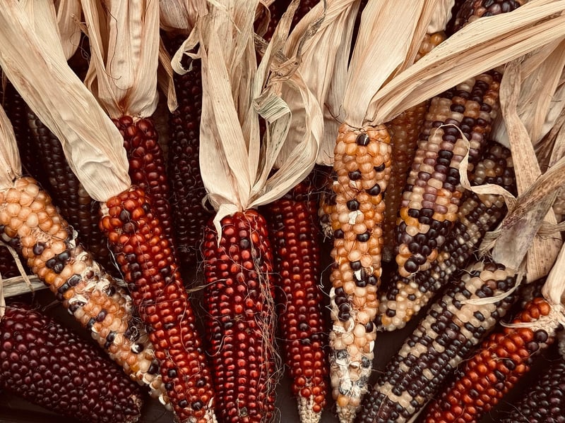 Fall Harvest Favorites